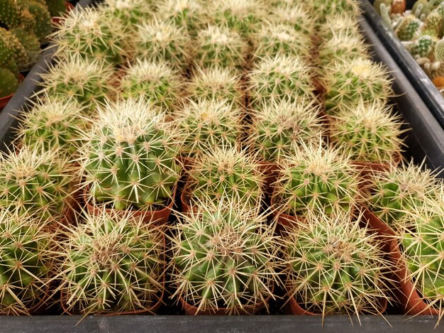 Echinocactus grusonii in the cactus farm