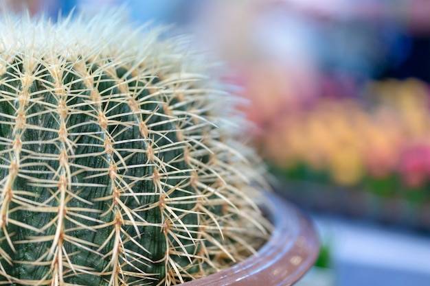 Echinocactus grusonii, Cactus in potten geplant.