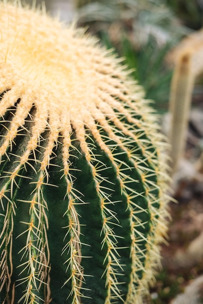 Echinocactus grusonii, de gouden vatcactus, gouden bal of schoonmoederskussen, is een bekende cactussoort. detailopname