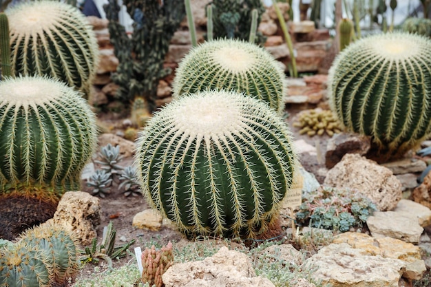 Echinocactus grusonii ゴールデン バレル サボテン ゴールデン ボールまたは母の義理のクッションはよく知られている種のサボテンですゴールデン バレル サボテン砂漠の木のとげ