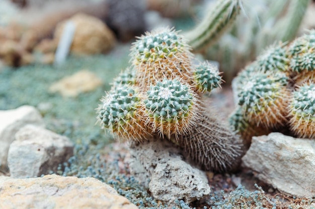 Echinocactus grusonii golden barrel motherinlaw's kussenzitting gouden balcactus california barrelcactus in de familie cactaceae caryophyllales en is endemisch in de kleine bloem oost-centraal mexico