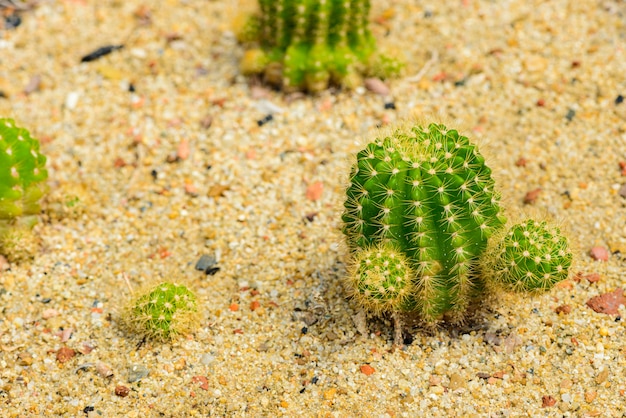 Echinocactus grusonii of goed bekend in Golden Barrel Cactus, Golden Ball