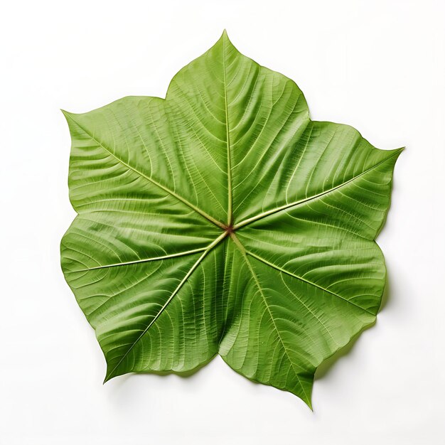 Photo echinodorus bleheri broad green leaves with prominent veins aqua plant isolated on white bg