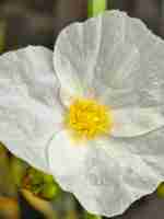 Photo echinodorus subalatus or white flower macro photo