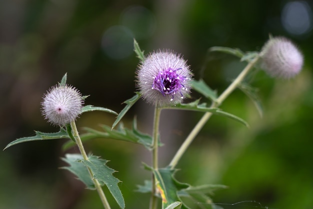 Echinops bannaticus 블루 글로브 엉겅퀴