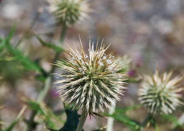 Echinops chantavicus на восток до центральной азии