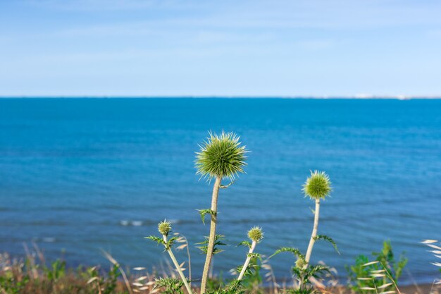 Echinops spinoissimus, Echinops adenocaulos 꽃은 꽃잎이 클로즈업되지 않습니다.