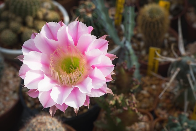 Echinopsis cactus