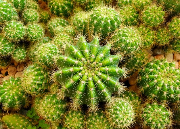 Echinopsis Calochlora-cactus in de tuin