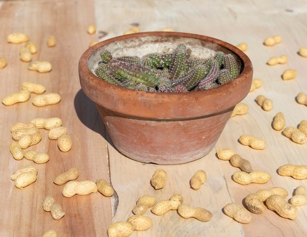 Echinopsis chamaecereus peanut cactus with a peanuts on wooden background