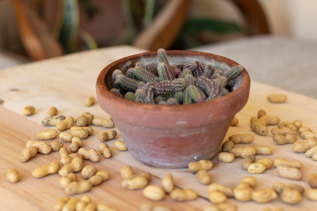 Echinopsis chamaecerus cactus in a pot