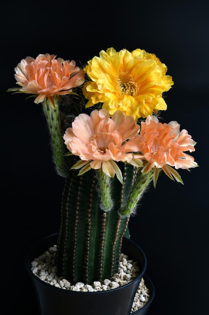 어두운 배경에 Echinopsis 하이브리드 꽃