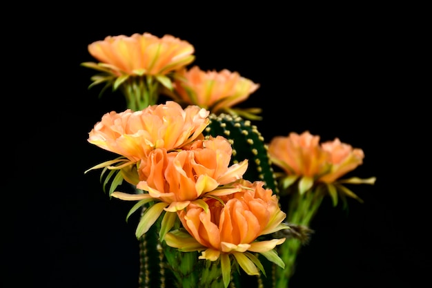 Echinopsis 하이브리드 주황색 파라마운트.
