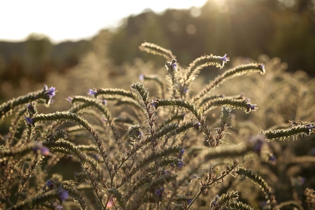 Echium vulgare known as viper's bugloss and blueweed