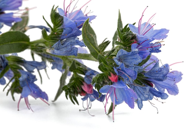 Echium vulgare viper's bugloss blueweed isolated on white background