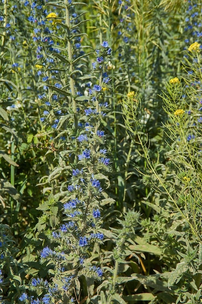 Photo echium vulgare