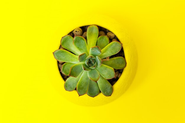 Echiveria in a yellow pot on Yellow background