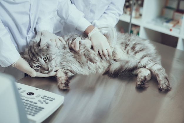 Echografie scannen voor Maine Coon in de dierenkliniek.