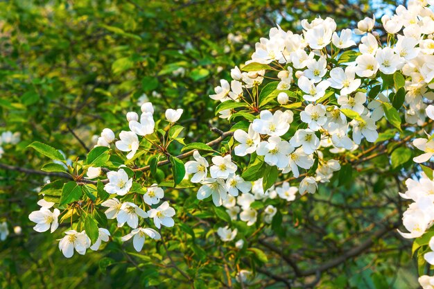 Echt parelwitte bloeiende appelboom