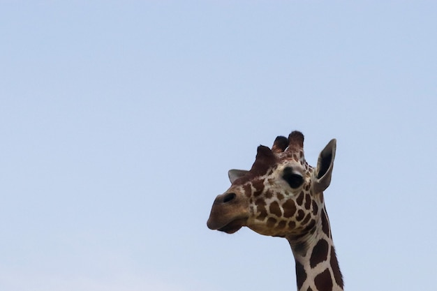 Echte giraffe huid patroon textuur voor achtergrondafbeelding