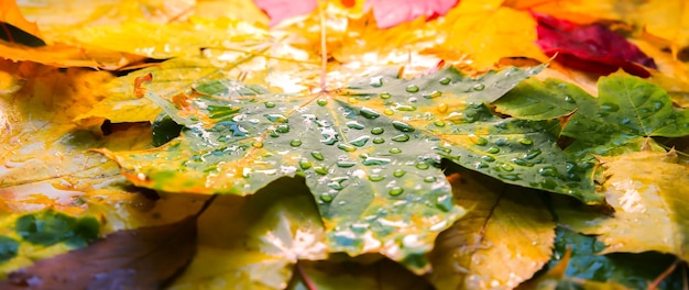 Echte herfstbladeren die in regendruppels liggen. Seizoensgebonden foto. Gele en groene kleuren met textuur. Ansichtkaart november.