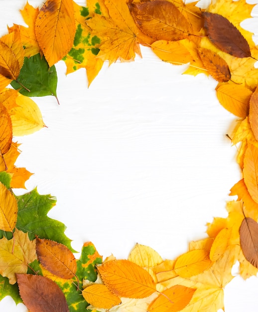 Echte herfstbladeren liggen in een cirkel op witte houten achtergrond. seizoensgebonden foto. gele en groene kleuren met textuur. kopieer ruimte plaats. ansichtkaart november.