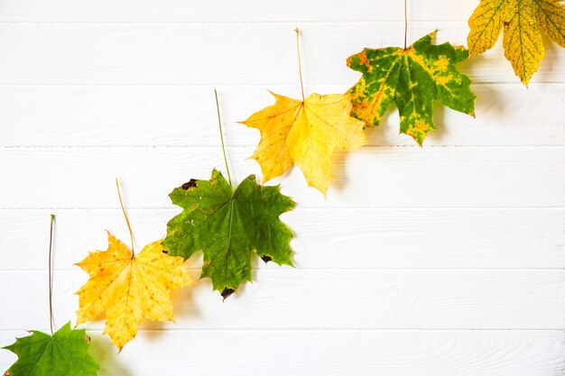 Echte herfstbladeren liggen in rijen op houten achtergrond. Seizoensgebonden foto. Gele en groene kleuren met textuur. Kopieer ruimte plaats. Ansichtkaart november.