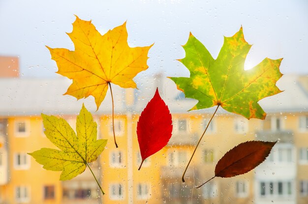 Echte herfstbladeren met regendruppels op het raam. Seizoensgebonden foto. Gele en groene kleuren met textuur. Ansichtkaart november. Transparante achtergrond. Prachtig uitzicht op de stad.