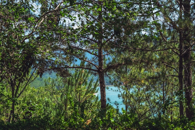 Echte natuur achtergrond Groene naald dennenbos park bomen dicht bij turquoise meer hemel kleur Frisse zon schaduw lente zomer warme rustige stemming Ideeën voor ontwerp behang