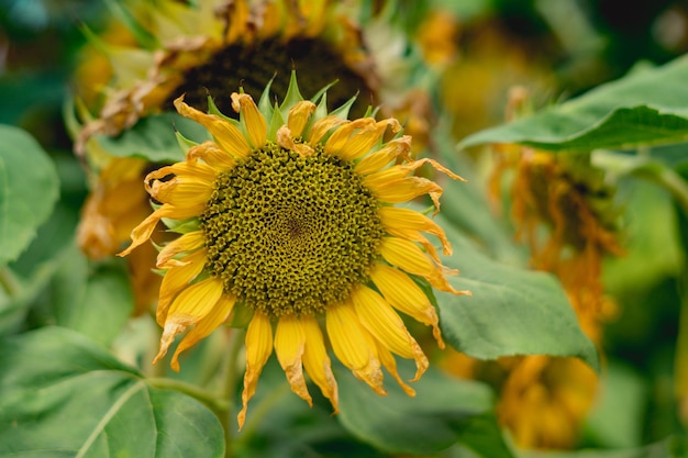 Echte schoonheid natuur foto Gele zonnebloem plant bloem smalle bloei bloesem Studie Botanisch Bloemdessin Zomer eind stemming herfst gedroogd bloemblad Groene bladeren achtergrond Symbool rijpheid vruchtbaarheid