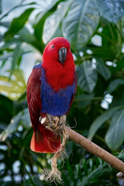 Eclectus papegaai die op hout bij planten zit