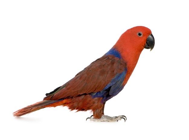 Eclectus Parrot - Eclectus roratus (1 years) isolated