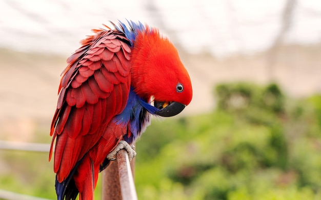 Eclectus parrot or eclectus roratus portrait