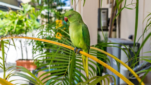 Eclectus parrot on the Island. Maldives.