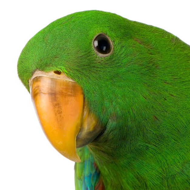 Eclectus Parrot isolated