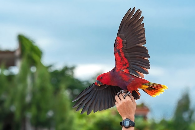 Eclectus roratus vosmaeri.