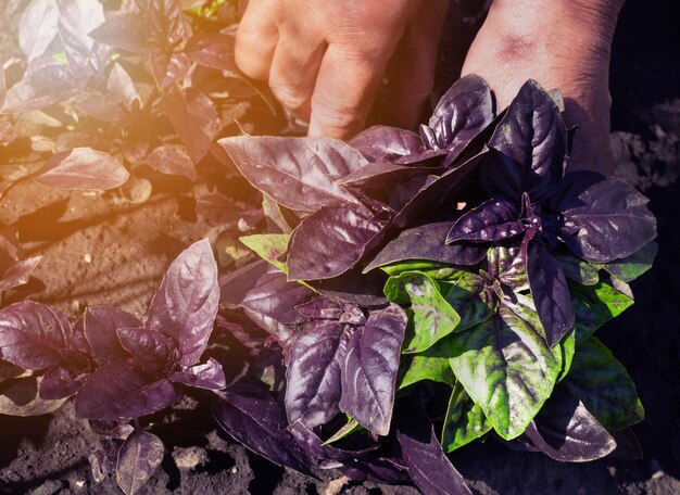 Eco basil harvest in kitchen garden. Purple and green basil bunch in farmer hands, organic herbs crop, greens picking