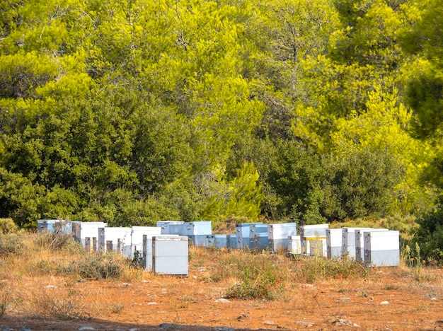 Apiario ecologico in una pineta sull'isola di evia in grecia