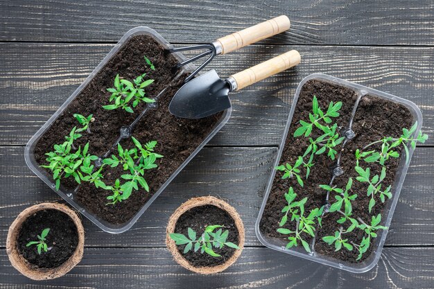 Eco friendly pots with green young seedlings tomato on wooden\
background, garden trowel and rakes