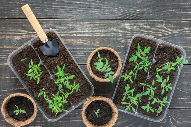 Eco friendly pots with green young seedlings tomato on wooden\
background, garden trowel and rakes