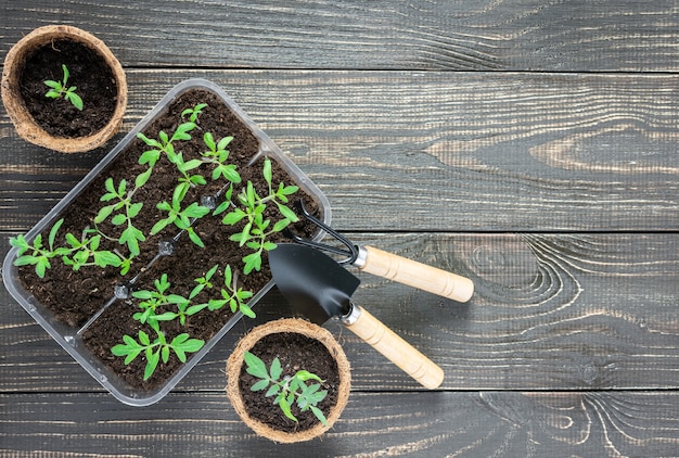 Eco friendly pots with green young seedlings tomato on wooden\
background, garden trowel and rakes