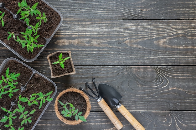 Eco friendly pots with green young seedlings tomato on\
wooden