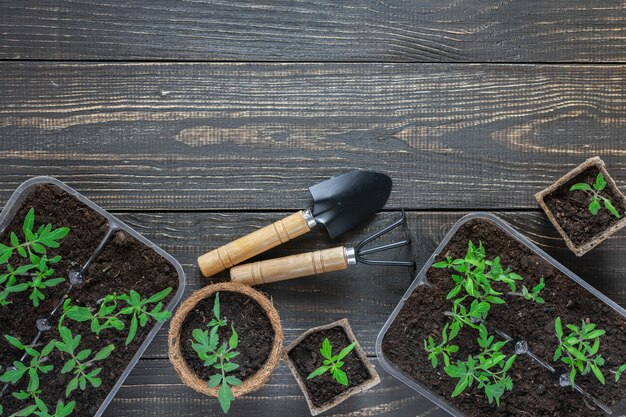Eco friendly pots with young tomato sprouts on wooden\
background, garden trowel and rakes