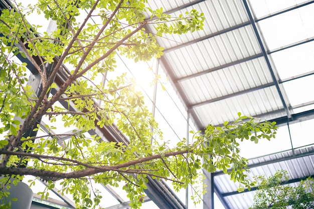 Eco-gebouw of groene kantoorplant binnenboom en tuin voor luchtreiniging, ozonverfrisser