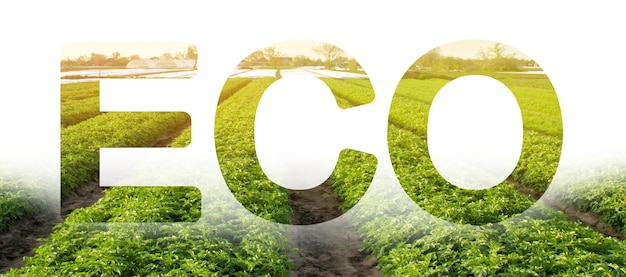 Photo eco inscription word on the background of green bushes potato plantation rows field landscape agriculture harvest environmentally friendly quality control use safe pesticides organic vegetables