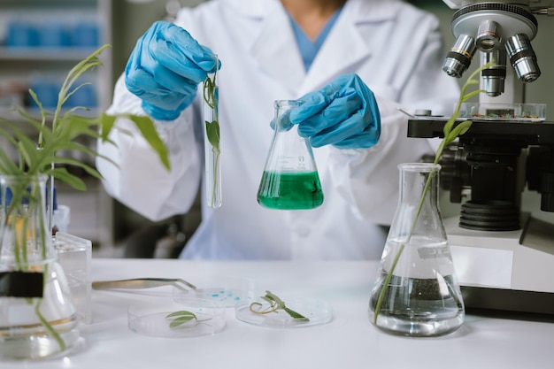 Eco laboratory microbiology Sample in a Microscope and comparing a plant or herb in test tube or glassware Natural product and organic cosmetic health care
