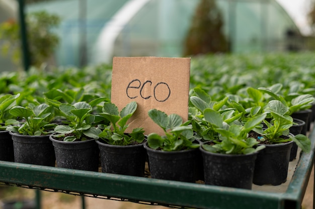 Photo eco local grown plants in pots