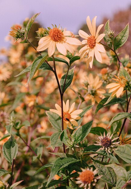 エコ、自然、植物愛好家の背景。黄色い花の美的壁紙。トラベル。スロベニア