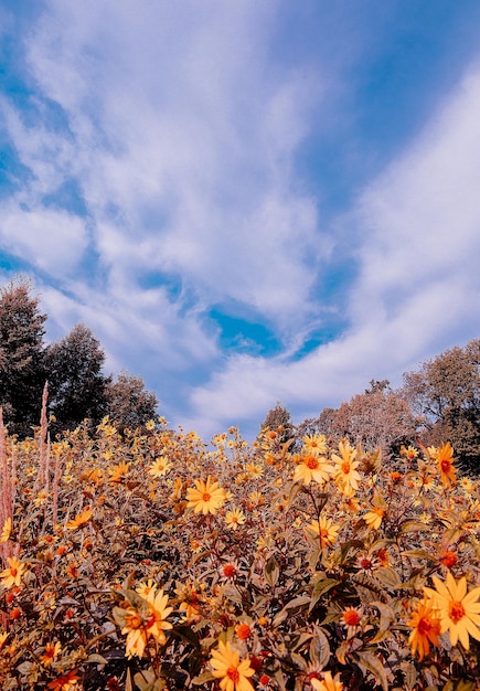 Eco, natuur, plantenliefhebber achtergrond. Geel bloem esthetisch behang. Reis. Slovenië