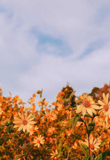 Eco, natuur, plantenliefhebber achtergrond. Geel bloem esthetisch behang. Zomertijd concept